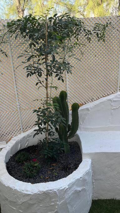 Casa Cactus Paraiso Parque Holandes Exterior foto